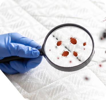 A person wearing blue gloves examines a bed bug closely with a magnifying glass, highlighting the insect's details.